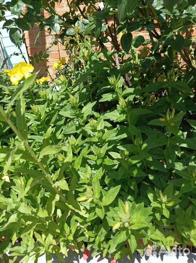 Рассада, цветы