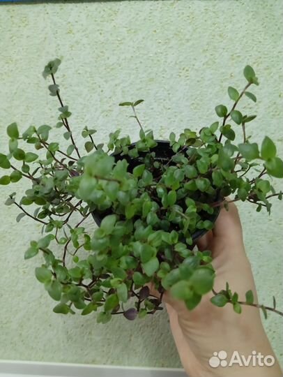 Коллазия ползучая