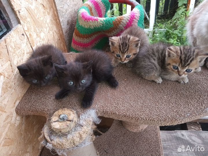 Очаровательные глазастики в добрые руки