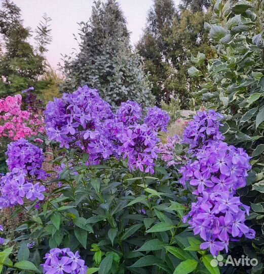Флокс метельчатый