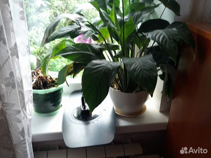 Цветы домашние,спатифилиум и много других