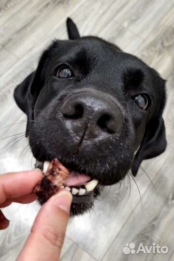 Лакомства для собак