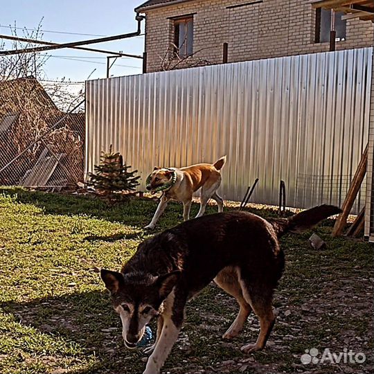 Передержка собак кошек Зоогостиница Зоотакси