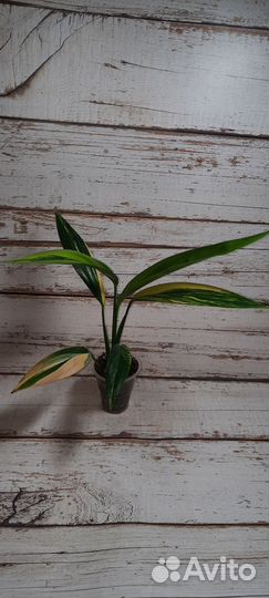 Сциндапсус 1