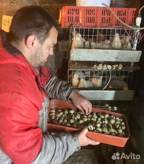 Яйца перепелиные домашние