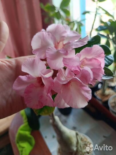 Адениум взрослый