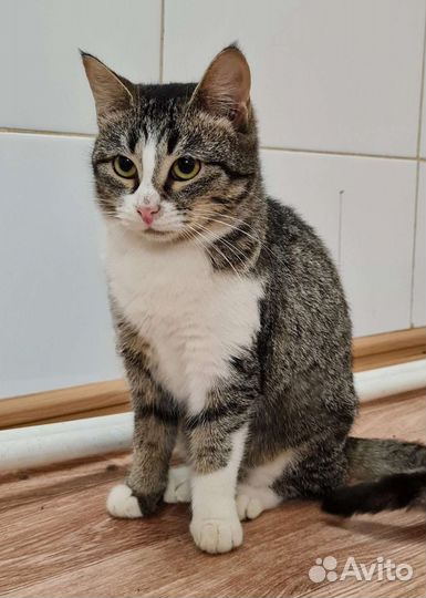 Кошка в дар бесплатно