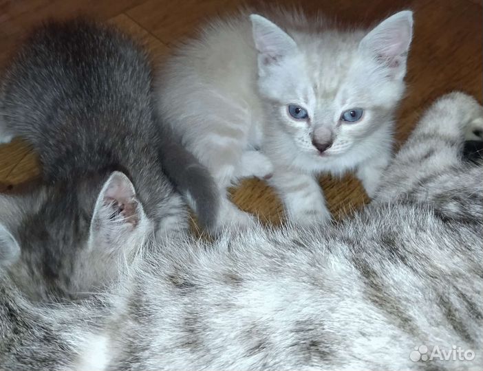 Котята в добрые руки