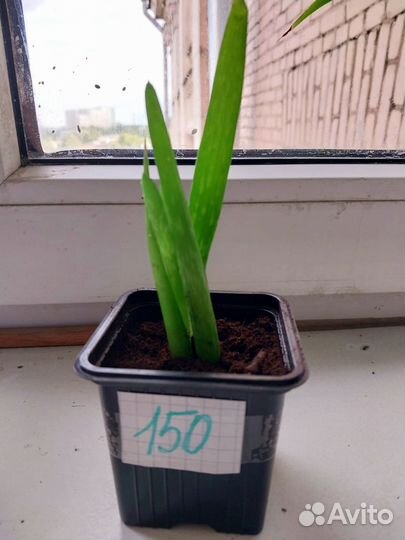 Алоэ, отростки