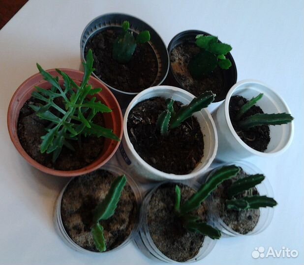 Саженцы разные, Мускари, Стапелия, Кактусы