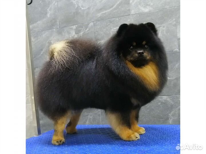 Стрижка собак и кошек