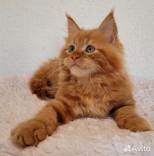 Настоящий мейн кун тяжеловес