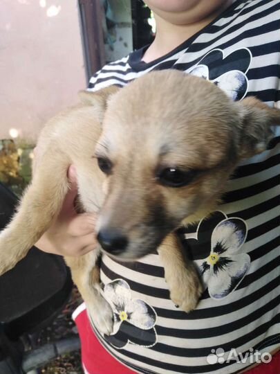 Собаки бесплатно в добрые руки щенки