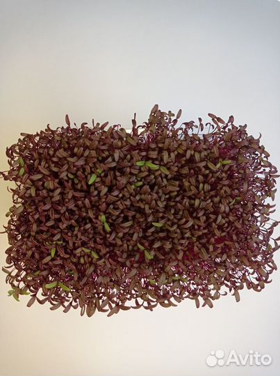 Микрозелень амарант красный