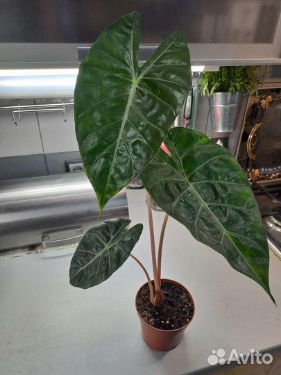Алоказия розовый дракон