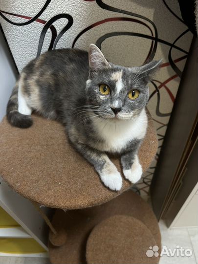 Отдам кошку в добрые руки