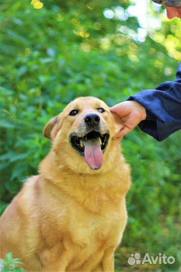 Брутальный красавец пес ищет дом
