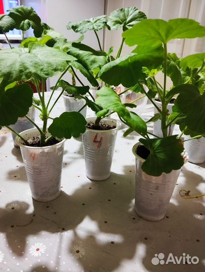 Пеларгония