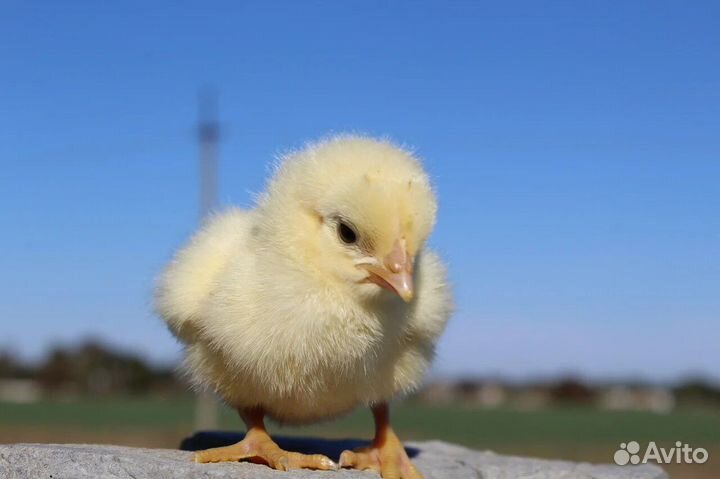 Бройлерные цыплята Кобб-500 в Новороссийске