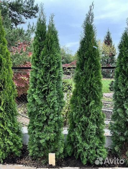 Смарагд вип экстра с гарантией приживаемости