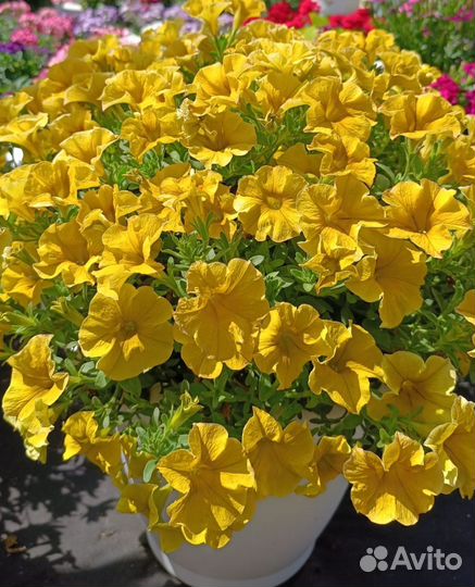 Петхоа вегетативная