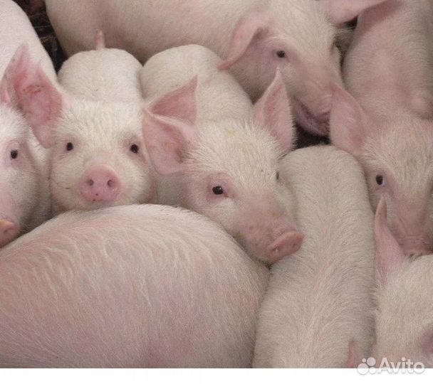 Продам маленьких поросят