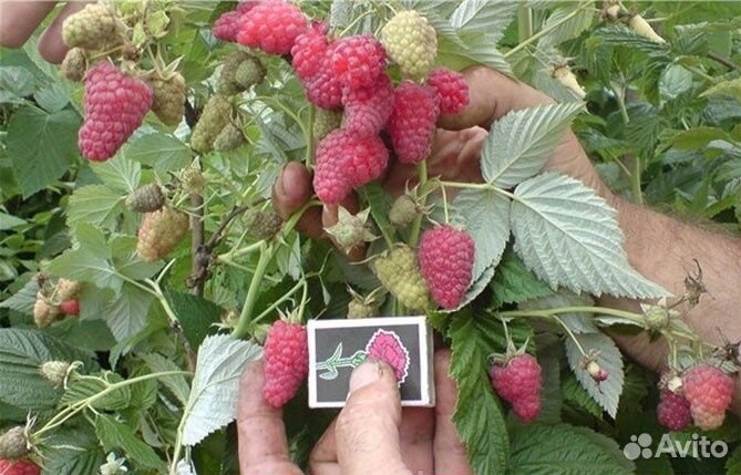 Малина, голубика, ежевика, смородина (саженцы)