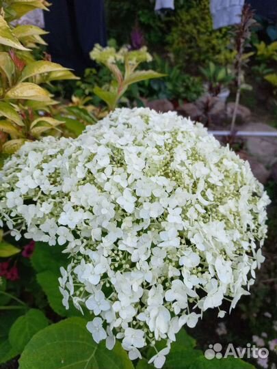 Цветы в сад