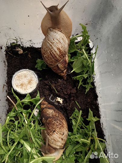 Ахатина ретикулята улитята