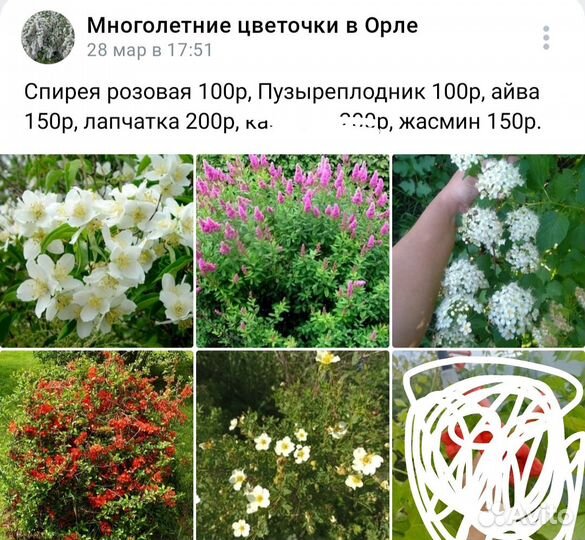 Многолетние и однолетние цветы, малина, клубника