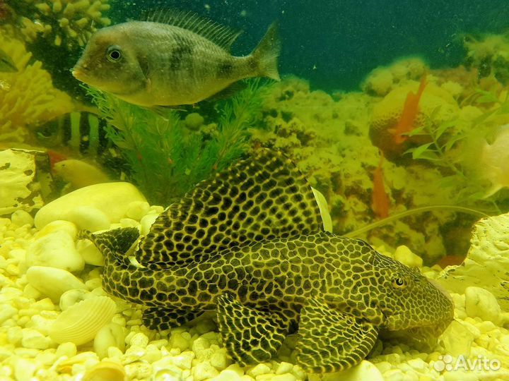 Парчовый Птеригоплихт