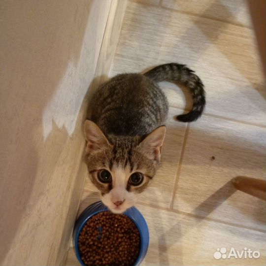 Дикий котенок