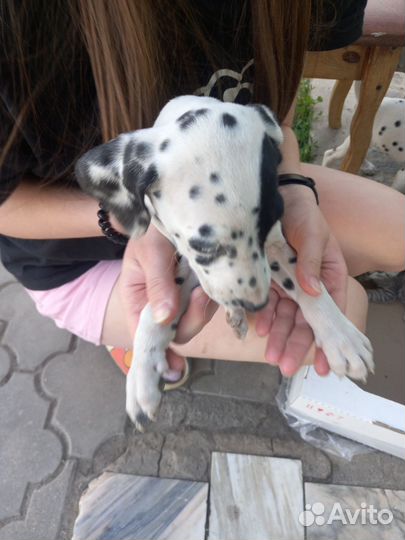 Щенки долматинца