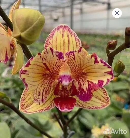 Орхидея бабочка