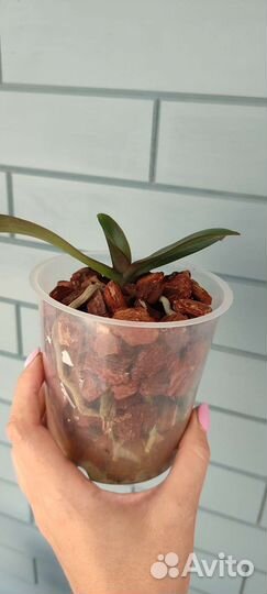 Орхидея Сара Блаш бабулетка