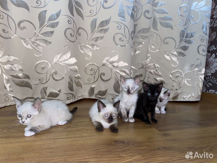 Котята в добрые руки даром