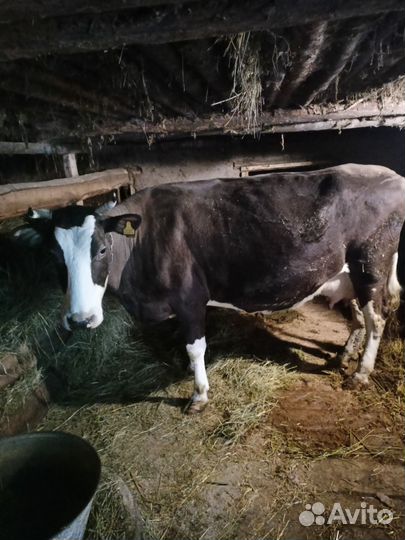 Корова дойная