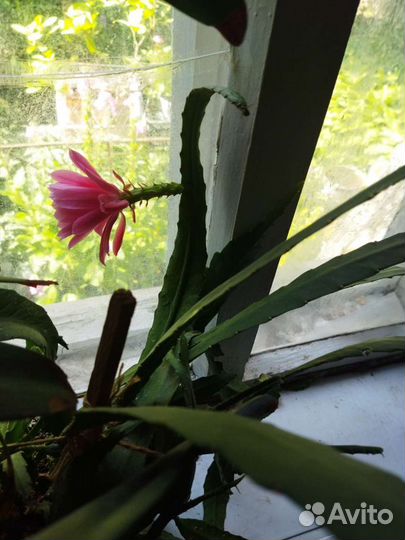 Дипладения,каланхое, алое, кактусы, Хоя,каллабелая