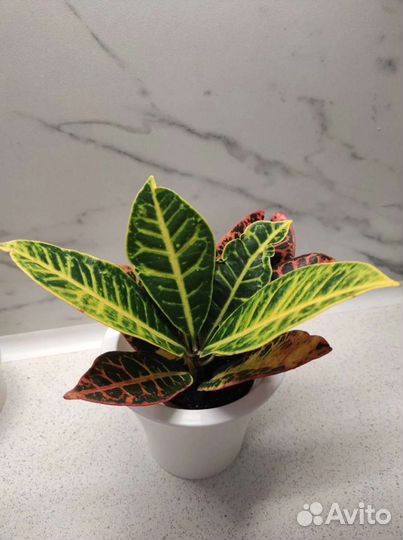 Кротоны (Кодиеум) ассорти