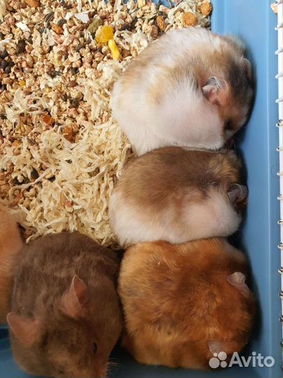 Сирийцы атласные пятнистые,колобки