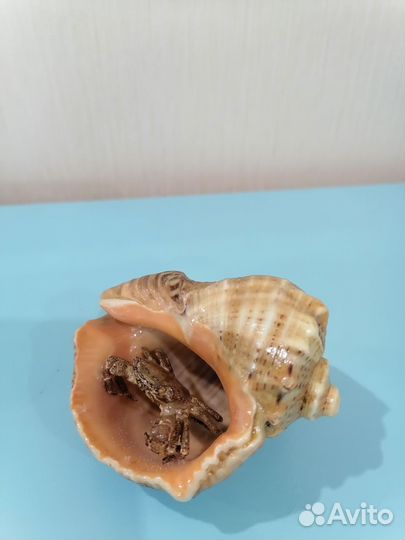 Ракушки натуральные