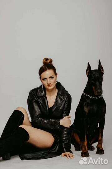 Доберман для фотосессий. Фотосессия с доберманом