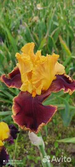 Цветы ирисы