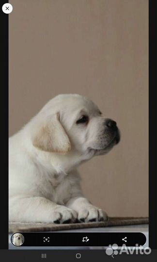 Щенки лабрадора