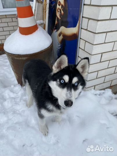 Сибирский хаски вязка