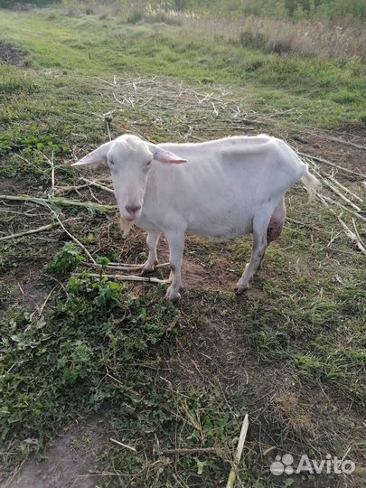 Коза дойная