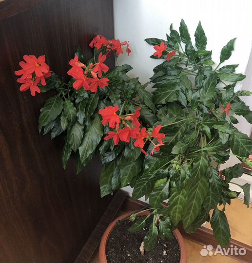 Гранат Нана Белопероне Лантана и др