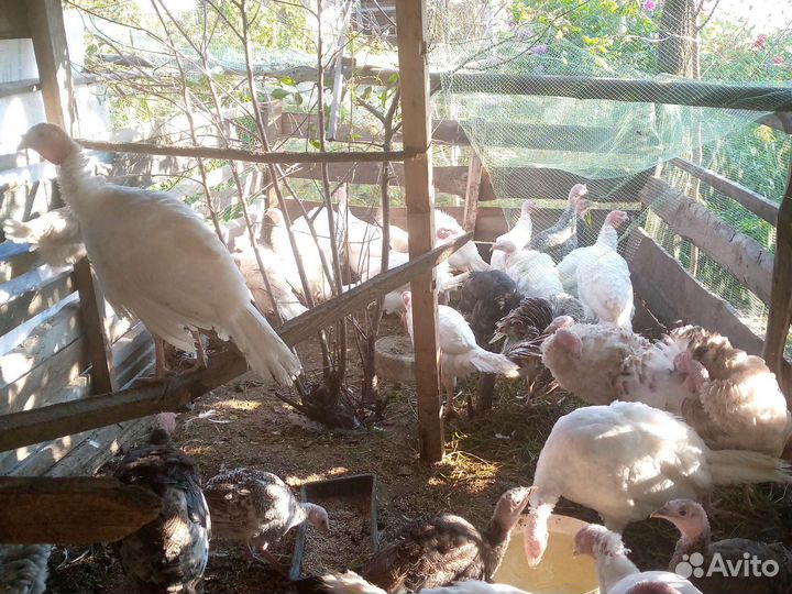 Индюшата, Петушки молодые, яйца куриные