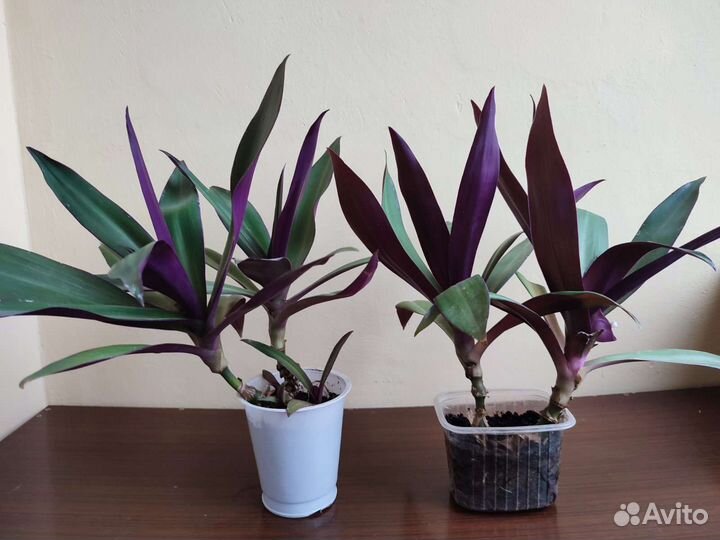 Традесканция Рео