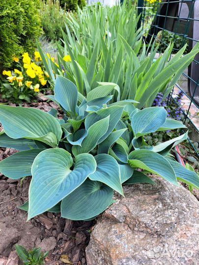 Хоста растение